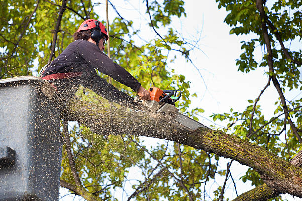 Best Tree Trimming Near Me  in Greenville, MI